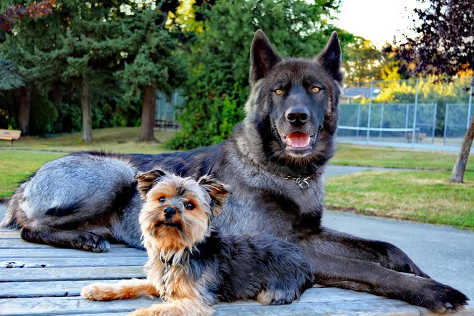 A Yorkshire Terrier and a large husky lying calmly together on a park bench, showcasing successful socialisation between different breeds and sizes