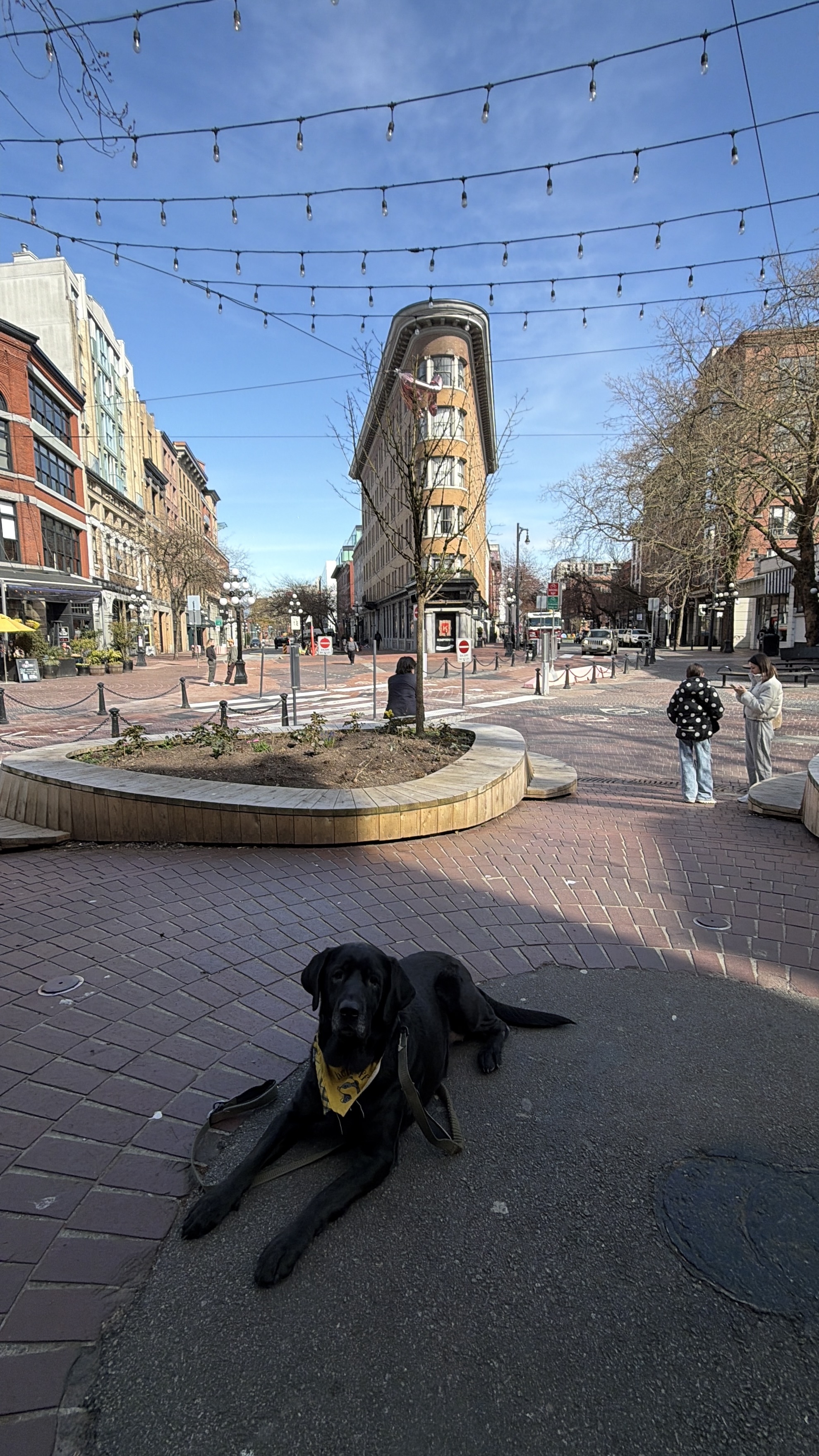 A calm black lab on the brick streets of Gastown