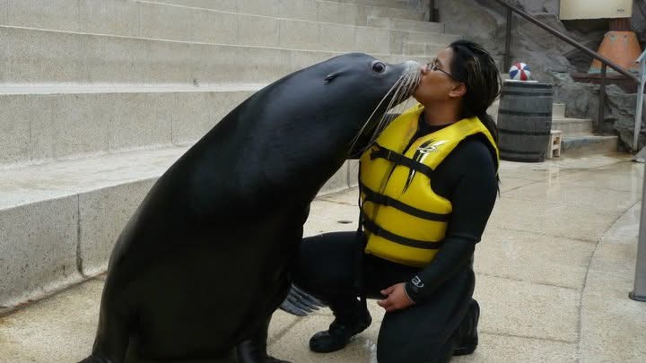 Sharmeen being kissed by a sea lion during her marine life career — part of her experience working with over 300 species
