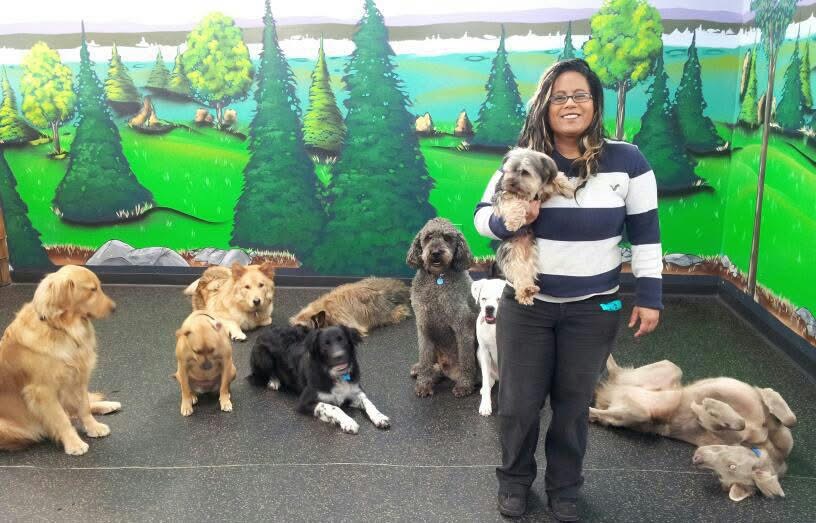 Sharmeen managing a pack of eight dogs of various breeds in a daycare facility, demonstrating calm pack leadership