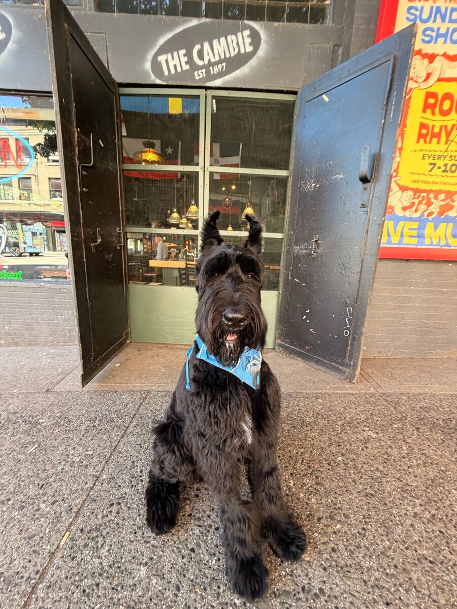 A well-behaved Giant Schnauzer sitting outside The Cambie pub in Gastown