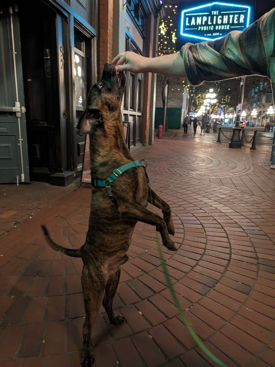 A brindle dog jumping up for a treat outside The Lamplighter Public House in Gastown
