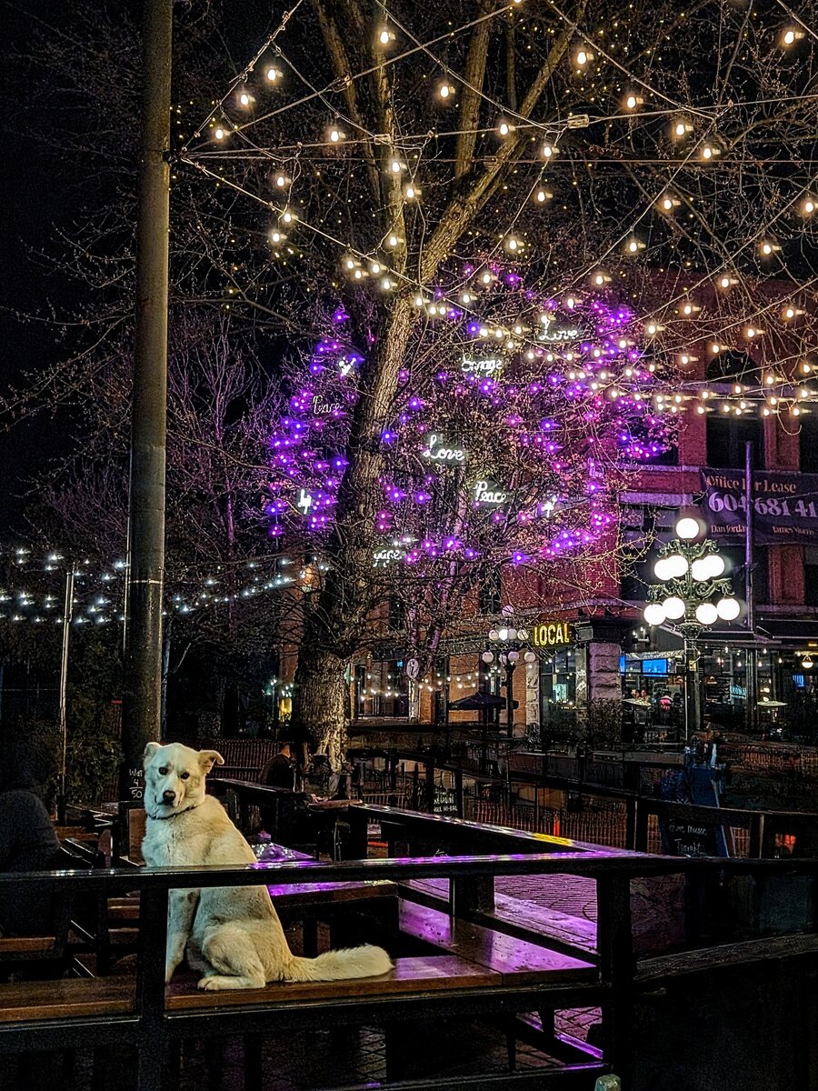 A white dog relaxing on a bench at LOCAL Public Eatery's patio under string lights