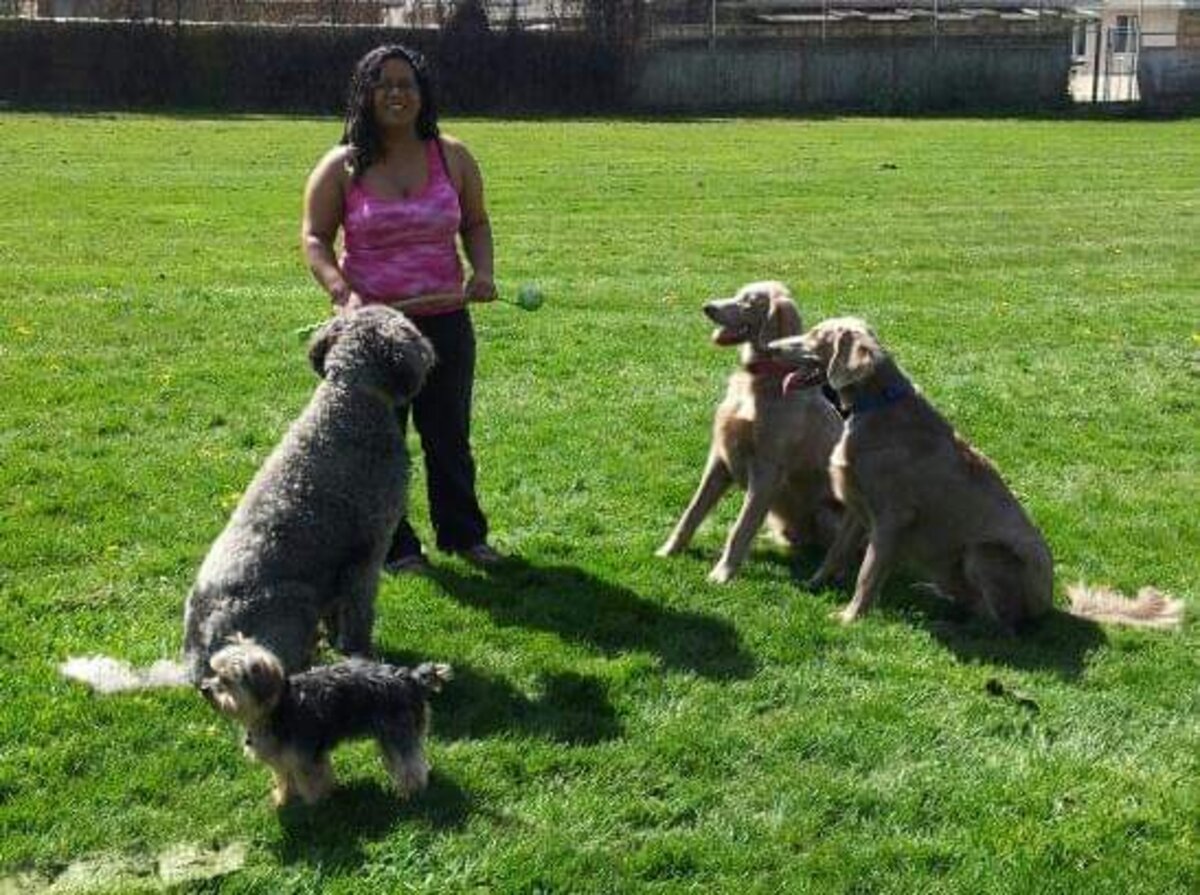 Sharmeen working with four dogs in an open field — demonstrating pack management and multi-dog handling
