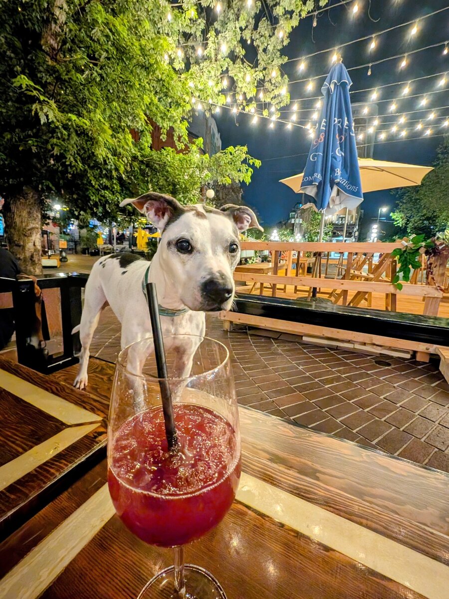 A dog standing on a patio table at Six Acres with a cocktail and string lights overhead