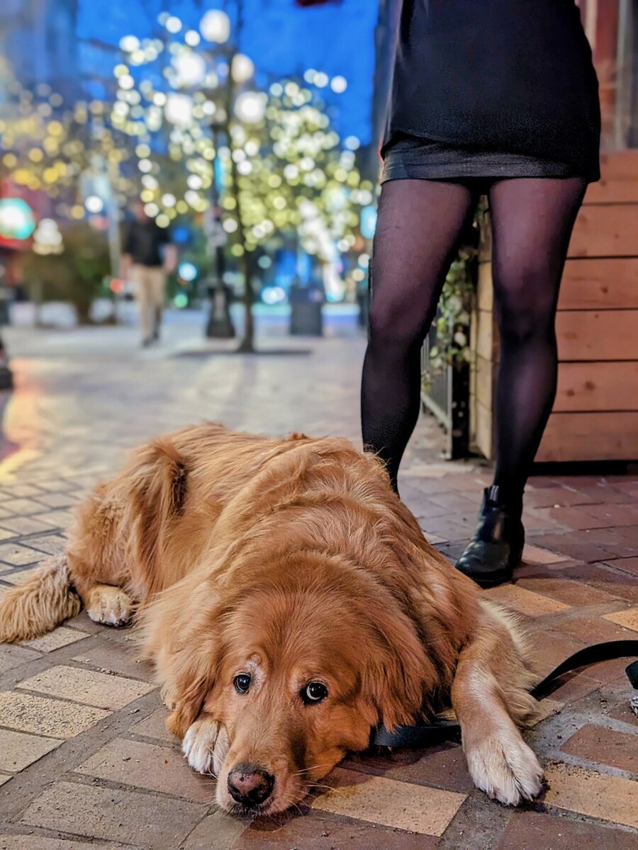 A golden retriever lying calmly on the Gastown brick pavers outside Steamworks Brew Pub